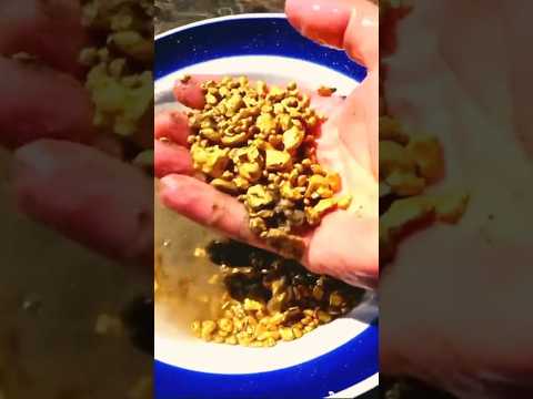 Extracting Real Gold from Muddy Water 👍 Gold Recovery Process Step by Step 👍#jewelry #luxury #gold