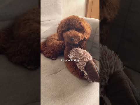 トイプードルの日常vlog🐶スリッパ泥棒ちゃん #トイプードル  #vlog #日常vlog #犬のいる暮らし