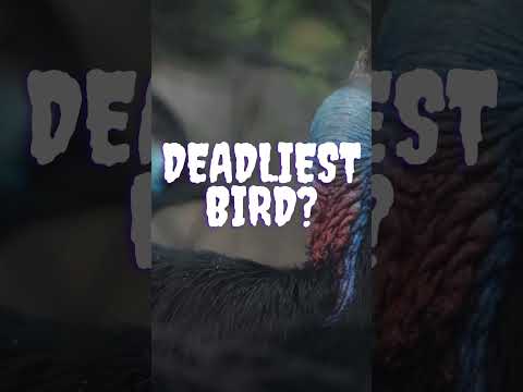 MOST DANGEROUS BIRD ‼️? #deadliest #dangerous #birds #facts #amazingfacts #viral #shorts #cassowary
