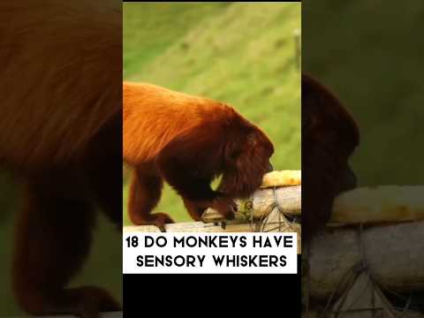 Monkey #shorts