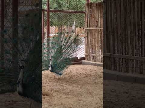 | Peacock Dance | #rasalkhaimahzoo #mustvisitplaceinuae #ytviral #fypp #thehungryfoodie7