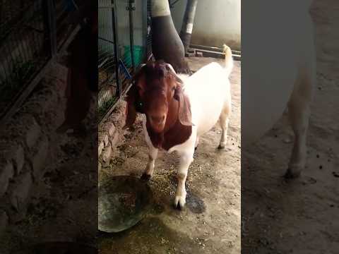 Junior Boer Goat