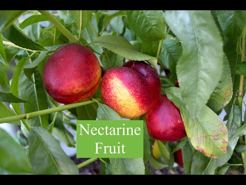 Nectarine fruit tree - From my garden - San Jose, California |#mallu #usamalayali  #ukmalayali