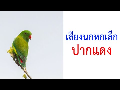 เสียงนกหกเล็กปากแดง Vernal Hanging Parrot ( Indian Hanging Lorikeet )