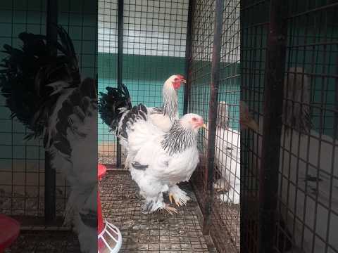 Chicken Dance #shorts