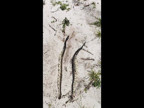 Cottonmouth / Water Moccasin within 16" of my foot under my truck.  Almost got bitten, snake 1 of 2.