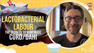 Lactobacterial Labour: The Secrets of Homemade Curd (Dahi)