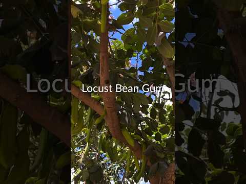 Locust bean gum in gelato? Full course on gelato.expert/academy