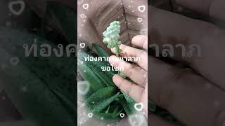 คาถาขอโชคว่านมงคล เศรษฐีรวยไม่เลิก