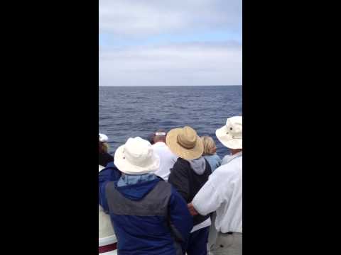 Pacific Nature Tours