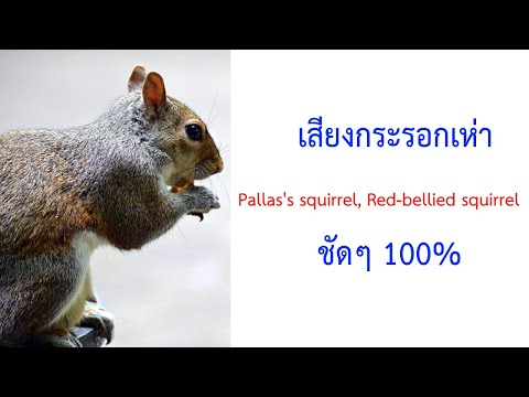 เสียงกระรอกเห่า Pallas's squirrel, Red-bellied squirrel 2021