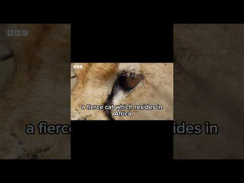 Could a greyhound beat a cheetah in a race? 🐆 #animals #cheetah #dog #speed #cats