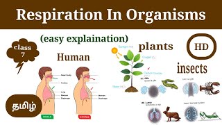 Respiration In Organisms | class 7- CBSE | science | explain in Tamil | how organism respire