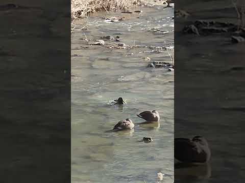 Another duck video