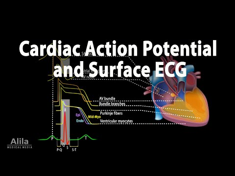 Correlation between Cardiac Action Potential and ECG, Animation