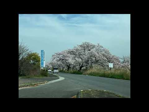 高田川の桜