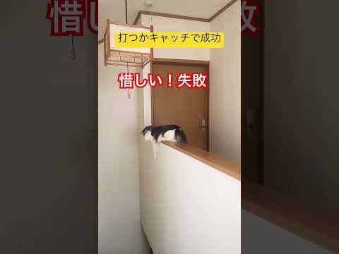 めきめき上達するリキ#ノルウェージャンフォレストキャット#猫と遊ぶ#猫のいる生活