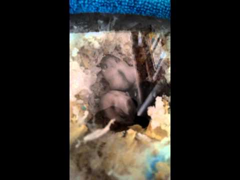 倉鼠 三線鼠 出生紀錄 三線鼠寶寶 【DAY15】