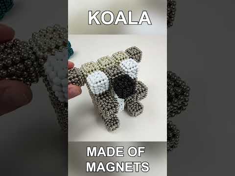 Magnetic Koala