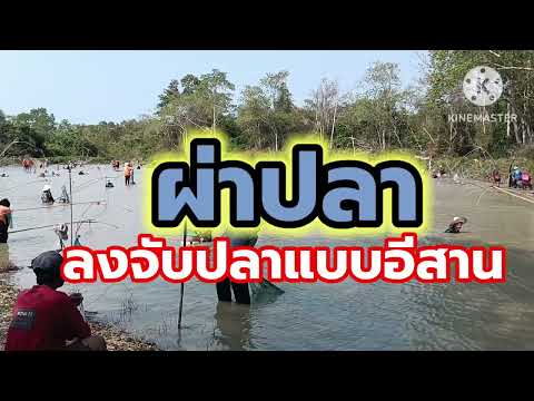 #ลงจับปลาโพนนาไก่ #ลงแขกจับปลาแบบอีสาน #จับปลาน้ำจืดธรรมชาติ #จับปลาบัตร 100 #จับปลาหนองบ้านโพนนาไก่