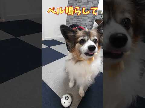 犬に姫カツラかぶせてみた #被り物 #パピヨン #可愛い