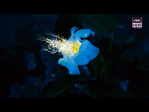 4K HDR Sound of Light Sony Oled TV Demo Content