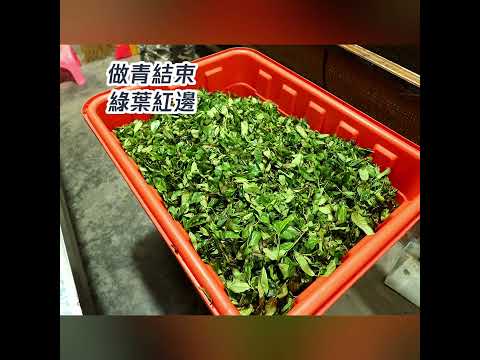 烏龍茶製作過程