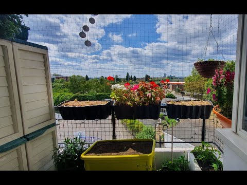 Balcony Plants Update #1