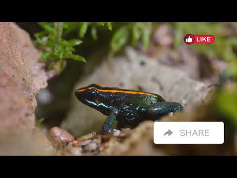 The Most Colorful Animals on Earth | Avery Bliss