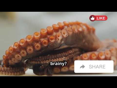 The Smartest Animals in the World 🧠🐒 | Fascinating Facts with Avery Bliss