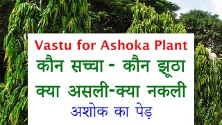Ashoka tree is very auspicious - plant of luck - tree that removes all sorrows Ashoka Tree in Ast...