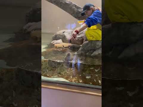 カワウソかわいい