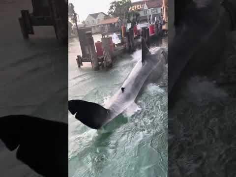 Universal Studios Hollywood | Studio Tour - Shark Attack ( Jaws )