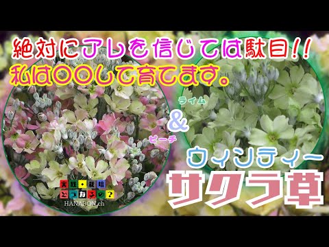 信じたら駄目!!【秋植えの花】絶対アレを信じたら駄目私は○○して育てます【サクラ草・ウィンティー】園芸・プリムラ【ガーデニング】花の苗・植え方・育て方・育ち方