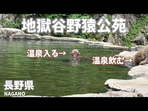 【長野県観光】地獄谷野猿公苑には温泉に入るサルや温泉を飲むサル！世界初！[Nagano Prefecture Tourism] Monkeys bathing in hot springs