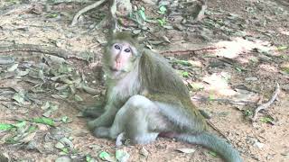 Brinn and Brenda baby monkey