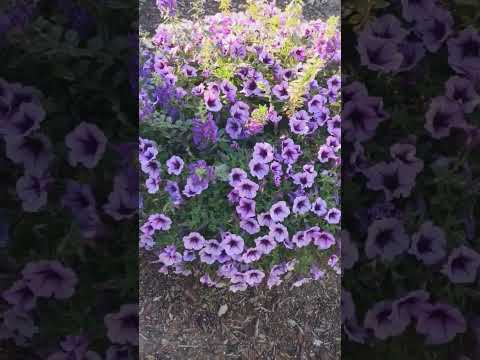 My fall garden | San Jose, California