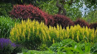 Plant Of The Day: October 13 - October 19 (Now 35% Off Proven Winners Plants)