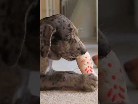 This is how you keep your #dog safe #shorts  #familyfriendly