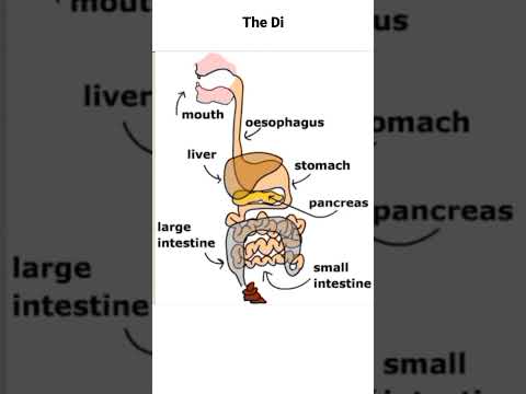 Human Digestive system #education #biology #digestivesystem #Digestion #digestivehealth