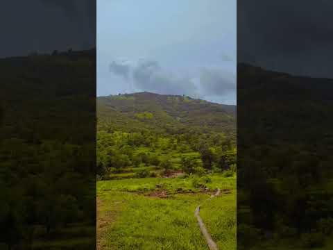 Morning #shorts #nature #greenery #morning