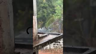 Mazha🌧️#rainsounds#rainyday #feelgoodmusic #feelgoodvibes
