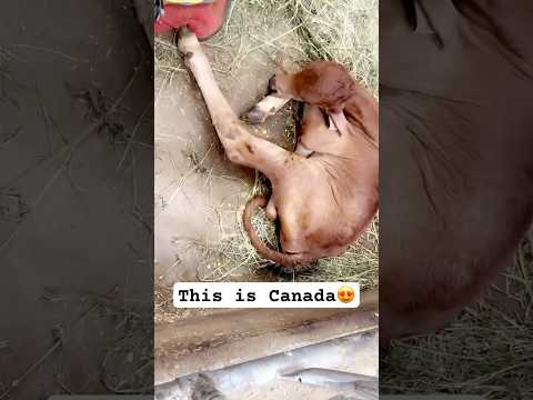 Gaushala in Canada😍🥰 #love #harshi #couple #couplegoal #gaushala #canada #ytshorts