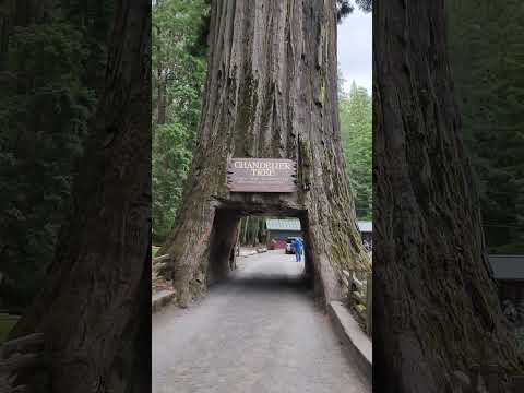 Chandelier Tree at Legget California #nature #sequioa #redwoods #giant #trees #drivethru #familyfun