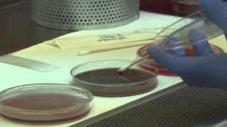 Carolina College Medical Laboratory Science