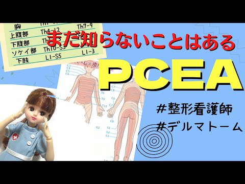 【PCEA】硬膜外PCAの原理☆デルマトームをふまえて♪＃看護師＃整形外科＃勉強
