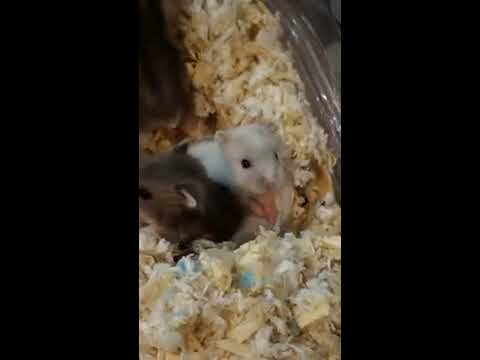 倉鼠 三線鼠 出生紀錄 三線鼠寶寶 【DAY21】