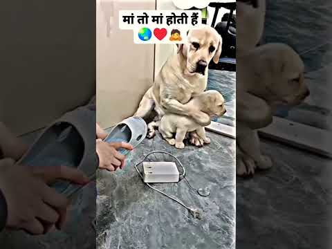 भाव विभोर कर देने वाला अद्भुत वीडियो ❤️❤️😔 #viral #tranding #filling