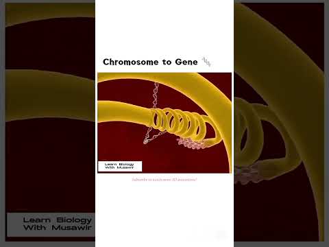 Chromosome to Gene | #cytology