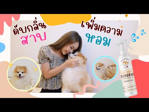 PETSU สเปรย์ดับกลิ่นสาบ หมา แมว กลิ่นหอมผู้ดี ดูสะอาดขึ้นทันทีที่ใช้